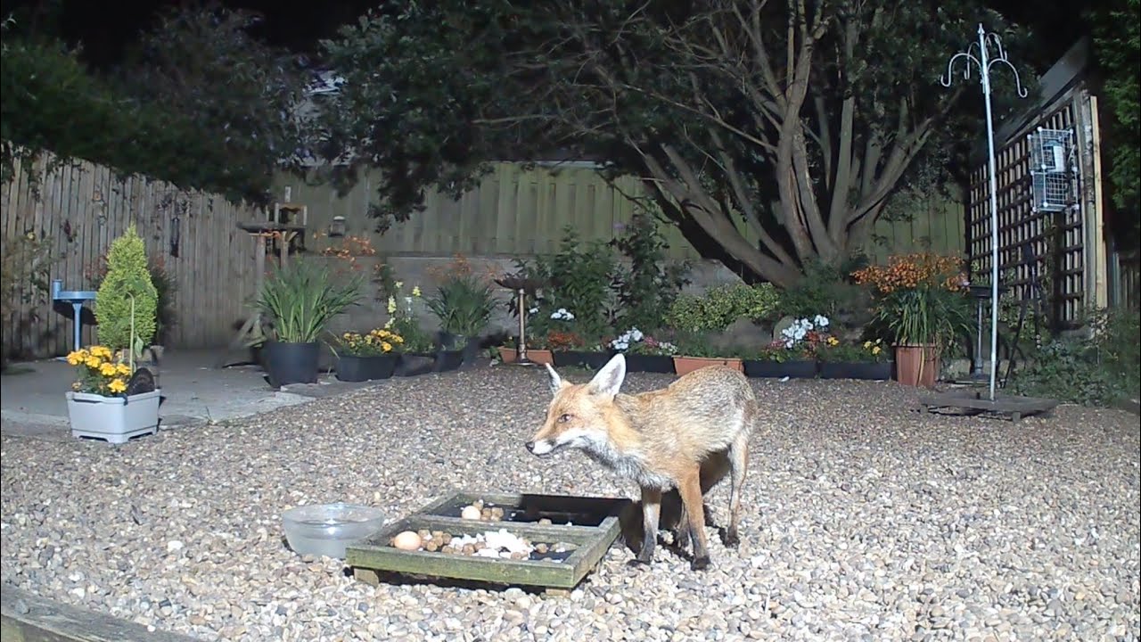A bite to eat, collect an egg, and off he goes into the night.  Safe travels sweet fox ❤️