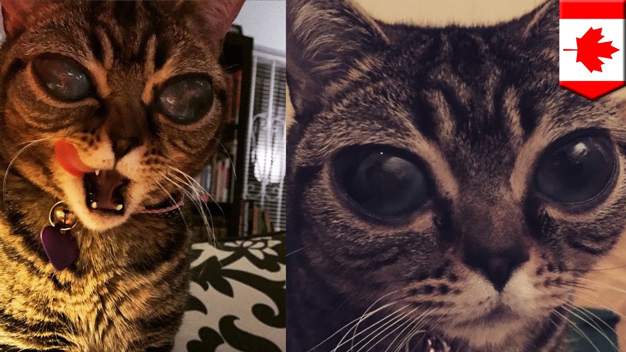 'Alien' cat Instagram star suffers from genetic eye disorder - TomoNews