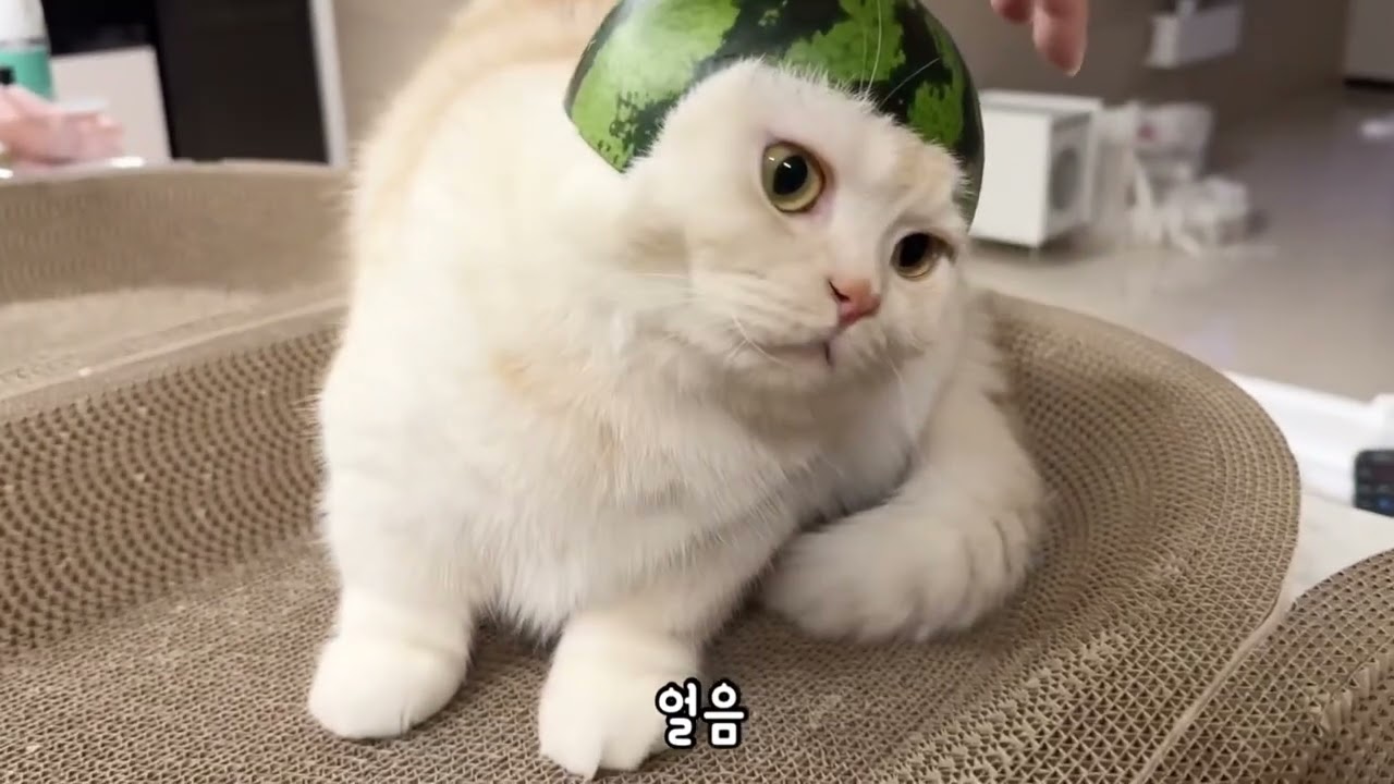 강아지 고양이에게 수박모자를