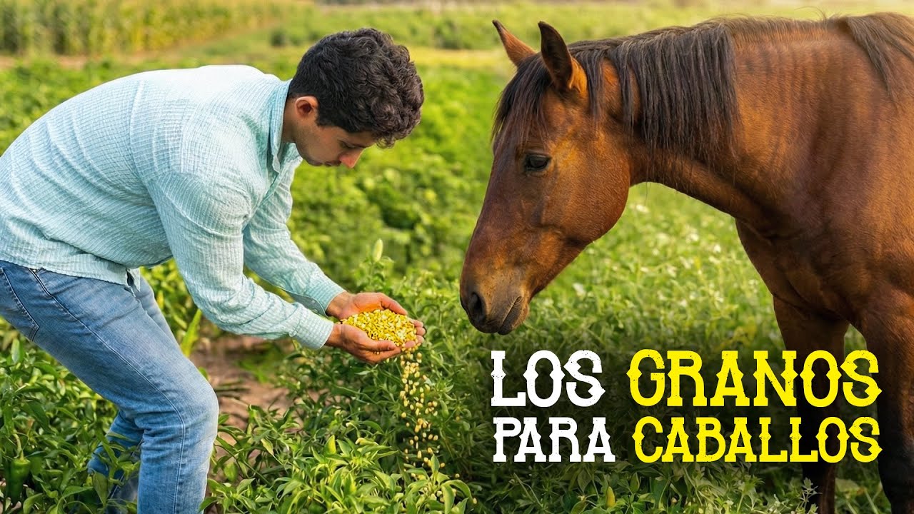 Los GRANOS que necesitan el caballo para poder rendir durante toda una jornada vaquera…