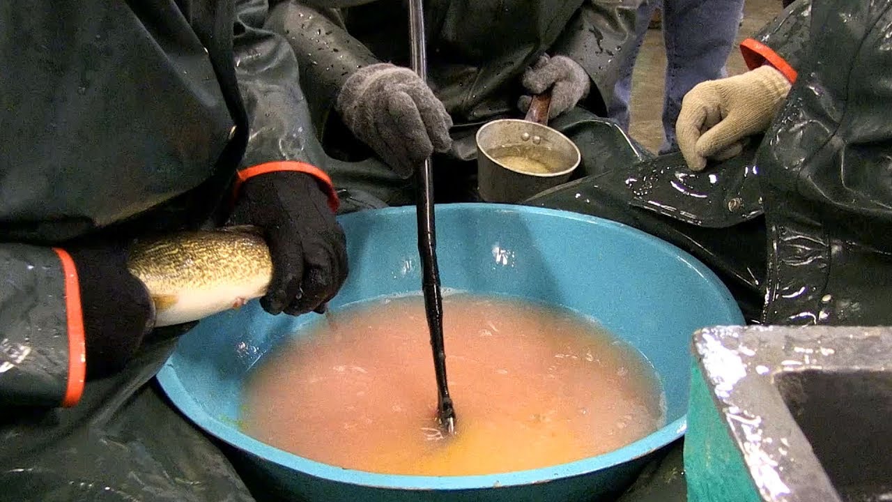 Oneida Fish Hatchery - Walleye Egg-take