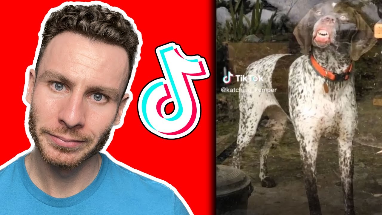 Dog trainer reacts to GERMAN SHORTHAIRED POINTER TikToks