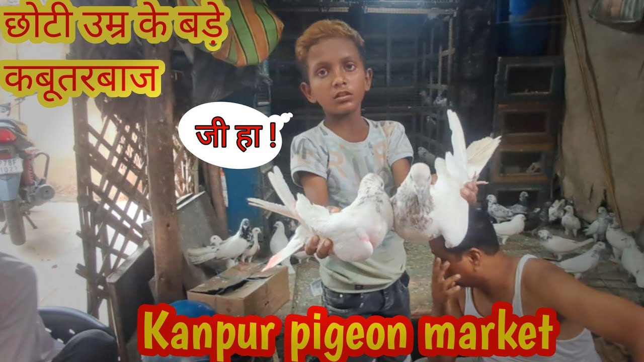 Kanpur Pared Pigeon Market | Kanpur Pared Kabootar Bazar | pigeon guru