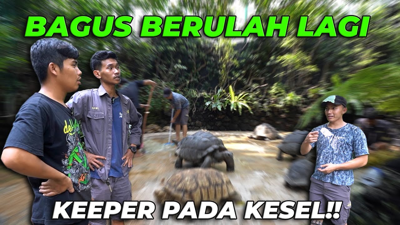 BAGUS KEWALAHAN URUS AVIARY, TAPI JADI GATAU DIRI 😤