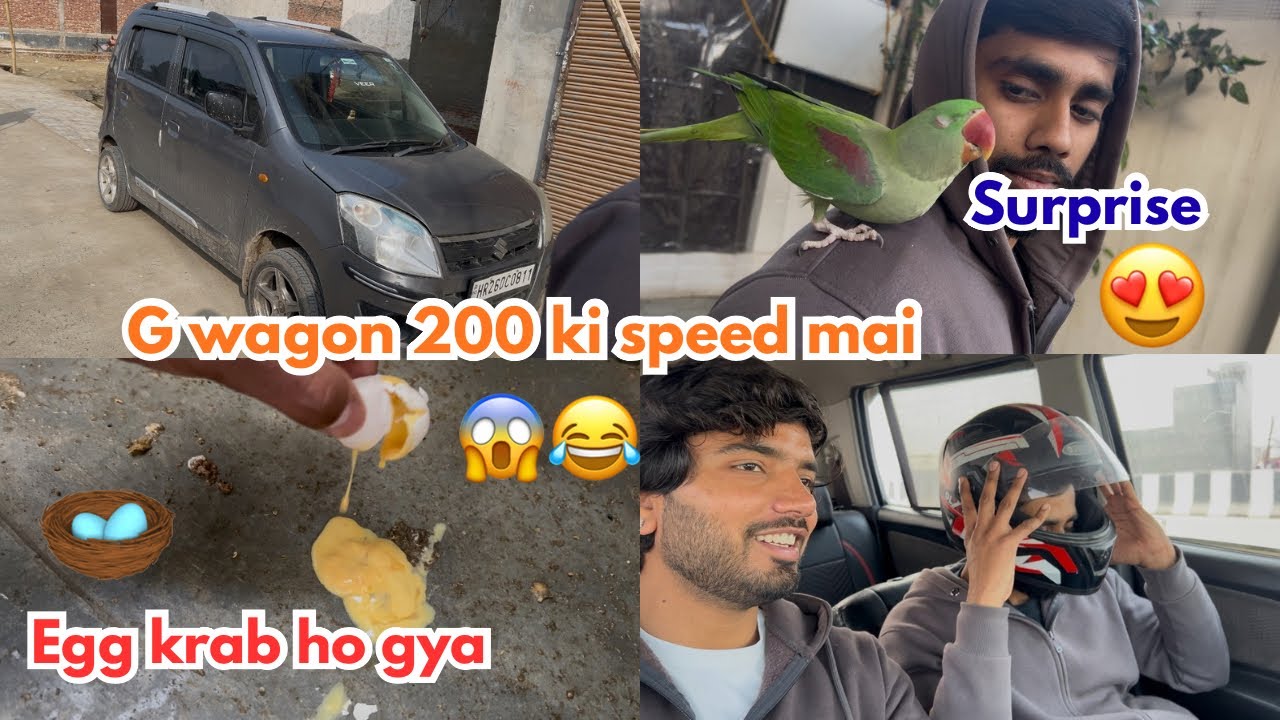Hmara New parrot kesa lga 😍Mittu 🦜