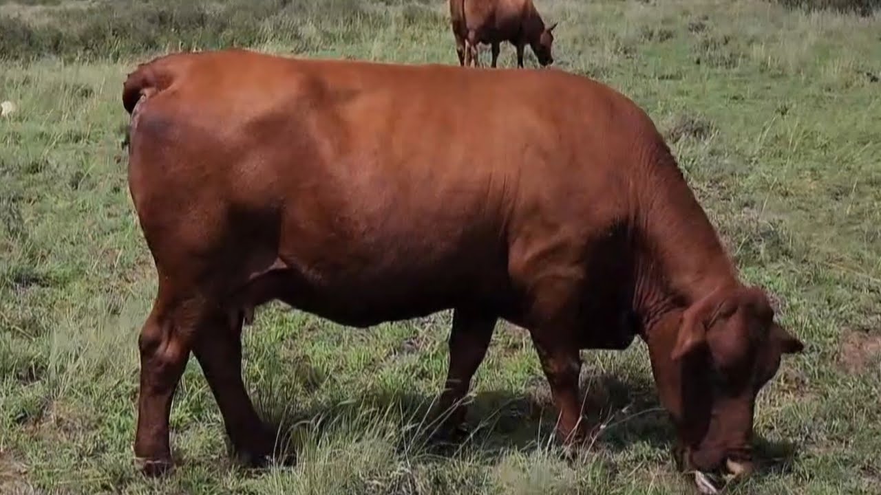 Senepol - a MIGHTY little breed!