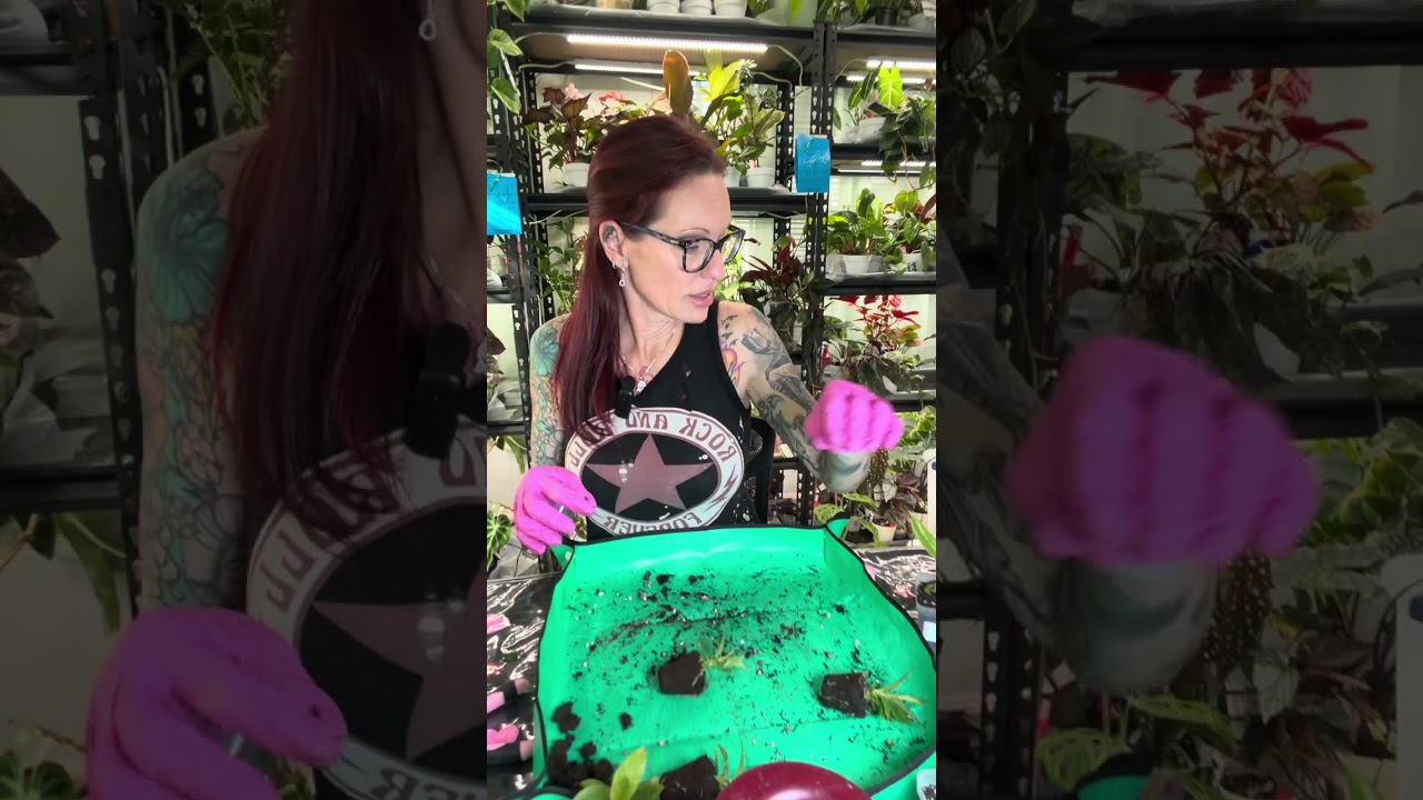 Repotting Tiny Variegated Ring of Fire Philodendrons 🌿 | From Plug to 3” Pots + Plant Chat