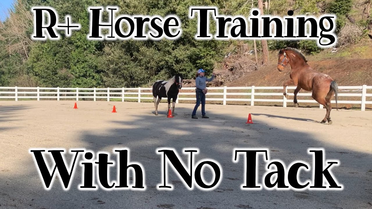 training my horses at liberty using positive reinforcement // Wild Lily Horsemanship