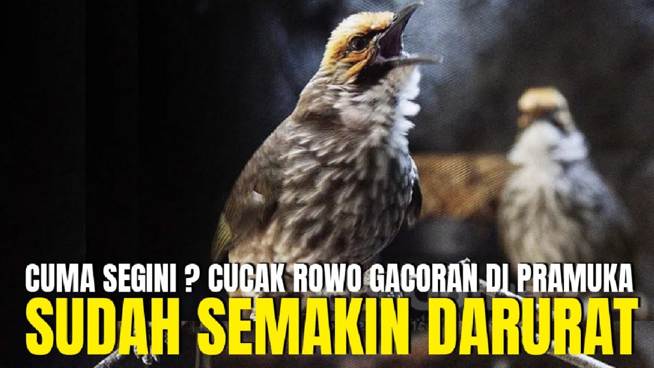 DARURAT !!! HARGA BURUNG CUCAK ROWO GACORAN JADI CUMA SEGINI DI PASAR PRAMUKA !