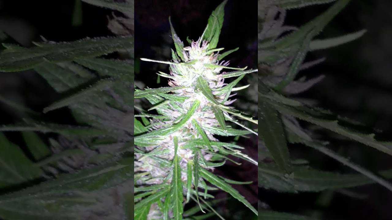 Final da 4&deg; semana de flora&ccedil;&atilde;o
