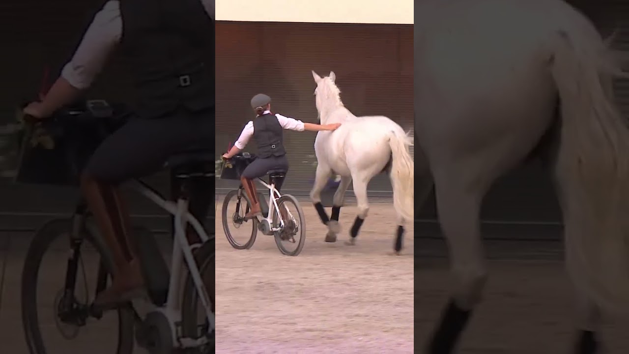 #chevaux #horse #equestrian #equitation #dressage #spectacle #show #amazing #incroyables