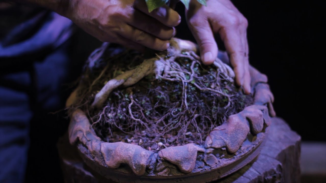 Bonsai de Pixirica - Estilização e troca do vaso (Clidemia hirta) vídeo 2