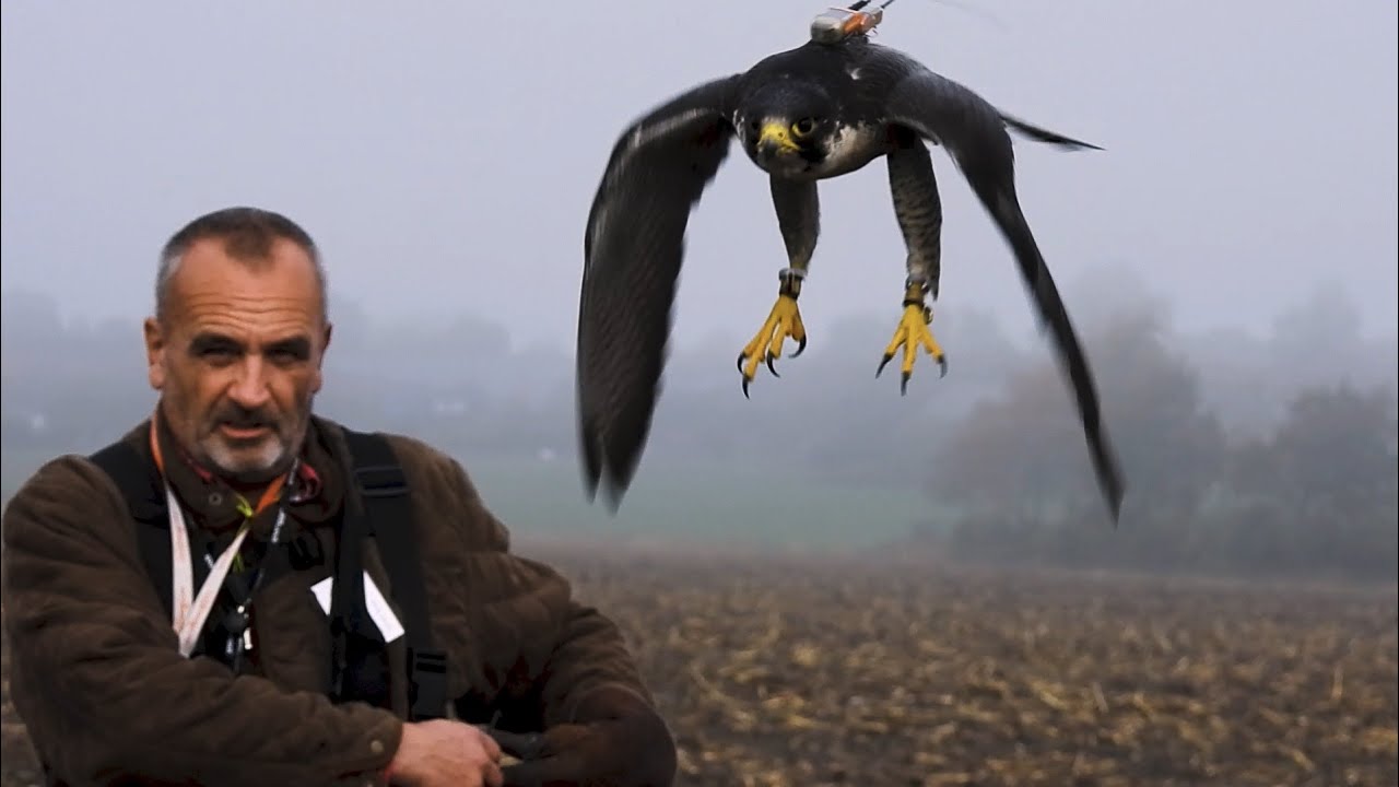 'Beizjagd mit Greifvögel' -Falknerei- DFO Schleswig 2022 (Falconry Germany)