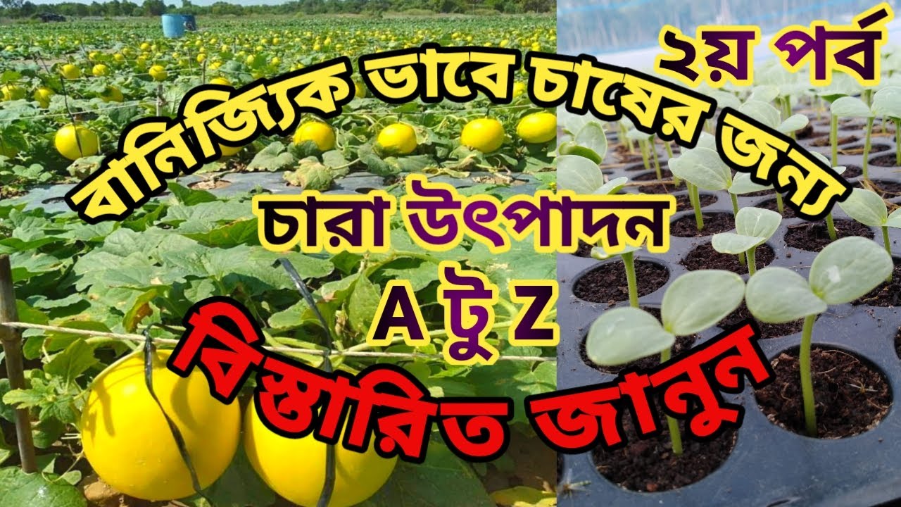 তরমুজের বীজ থেকে চারা তৈরি-২য় পর্ব !!! হলুদ তরমুজ চাষ পদ্ধতি !! Golden Crown Water Melon Cultivation