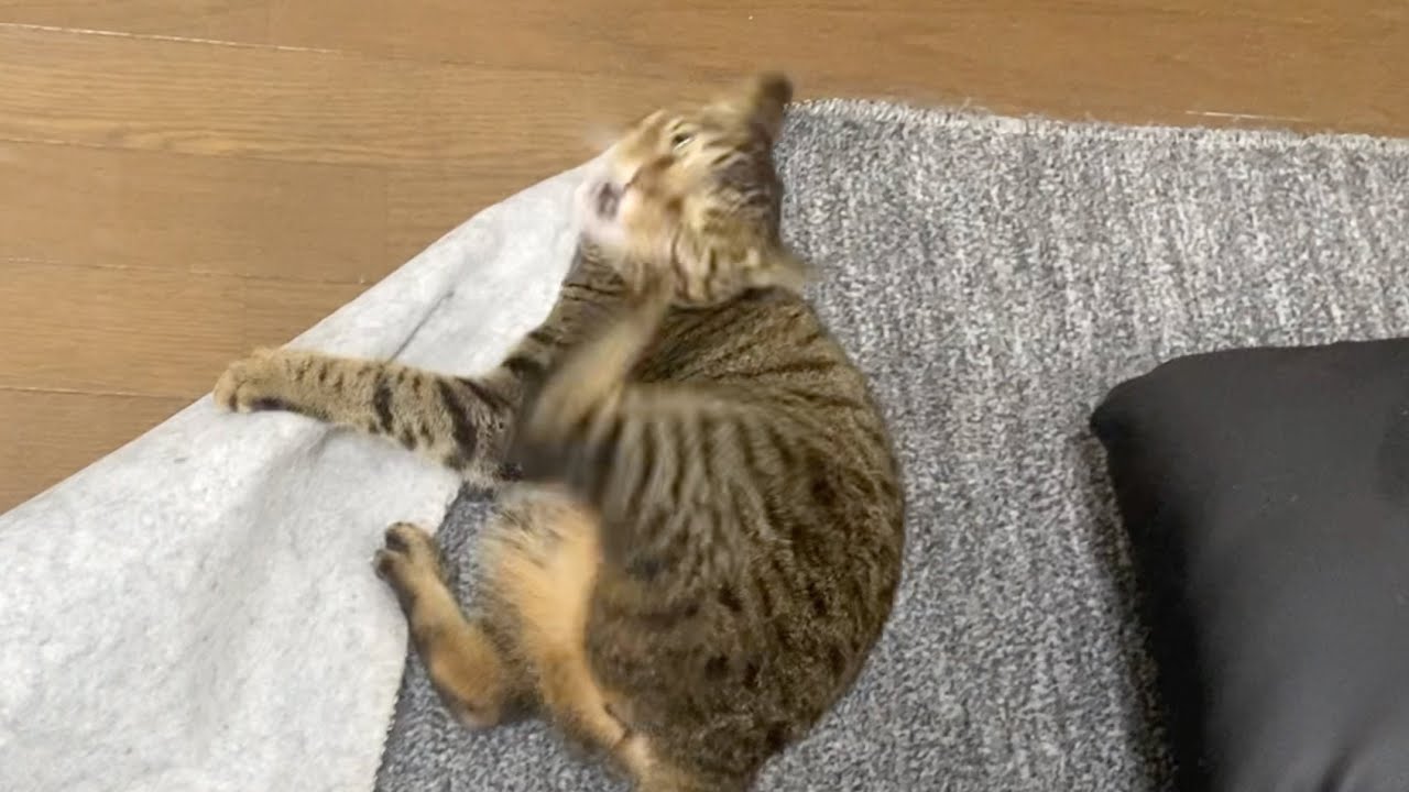 てんちゃんが暴れ狂って様子がおかしいです...