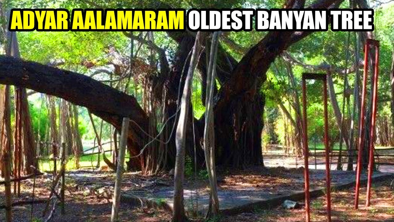 Adyar Aalamaram  | Huddleston Gardens | India's oldest Banyan Tree | Chennai