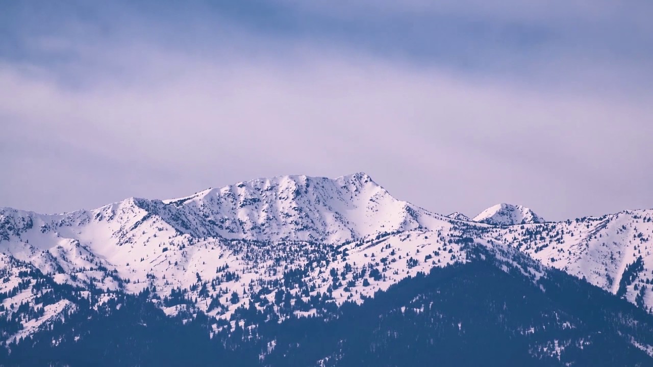 Voices of the Forest &mdash; Tribute to the Blue Mountains