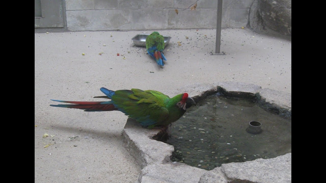 Travelling in New Zealand - Virginia Lake Aviary in Wanganui