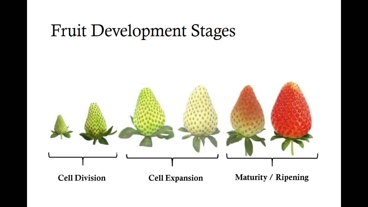 Maturity and Ripening Part 1 - FPT 112 by Dr. P. R. Chaudhary