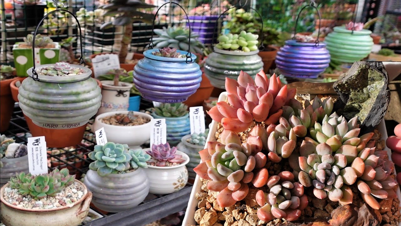 Succulent Moving Out Day & Tea Light Holder DIY | VLOG #138 - Succulents & Coffee with Liz