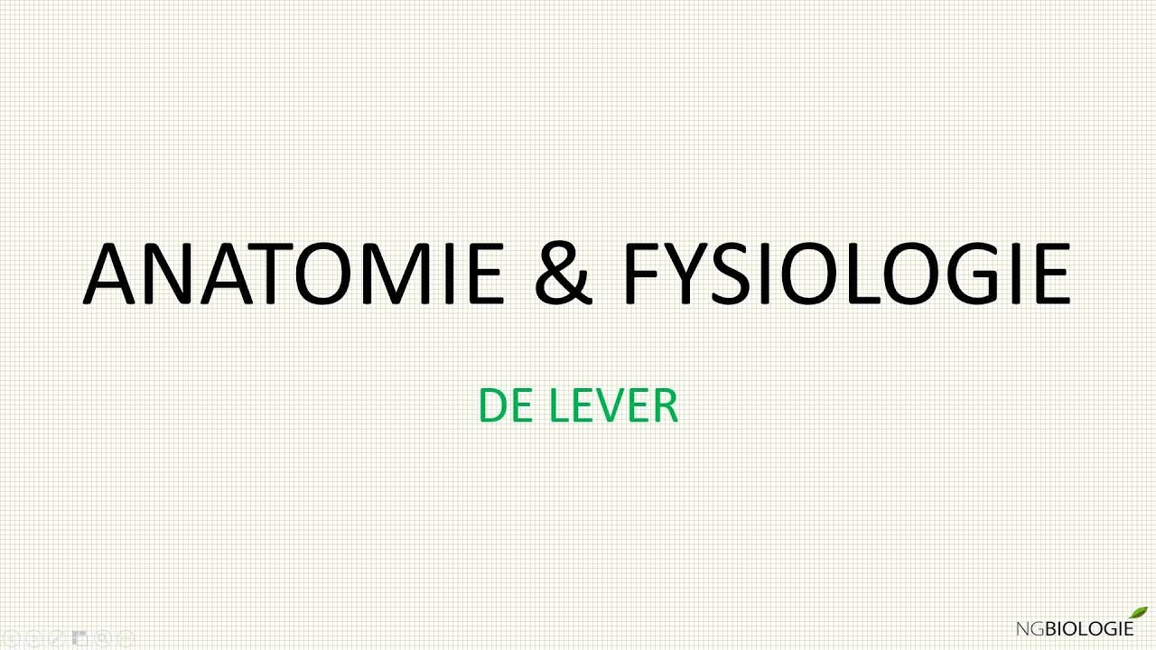 De lever