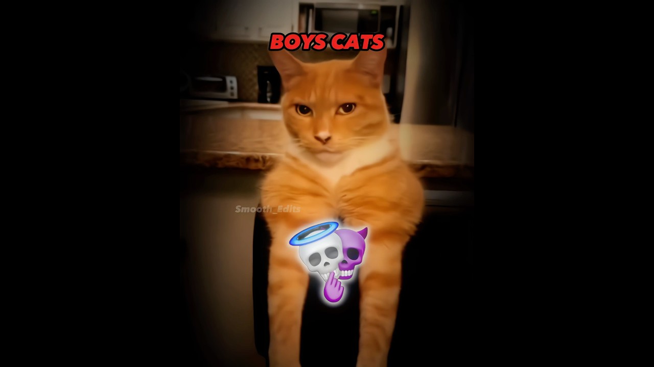 Girls Cats VS BOYS CATS 💀 | #edit #viralvideo #skulledit #newyork #usa