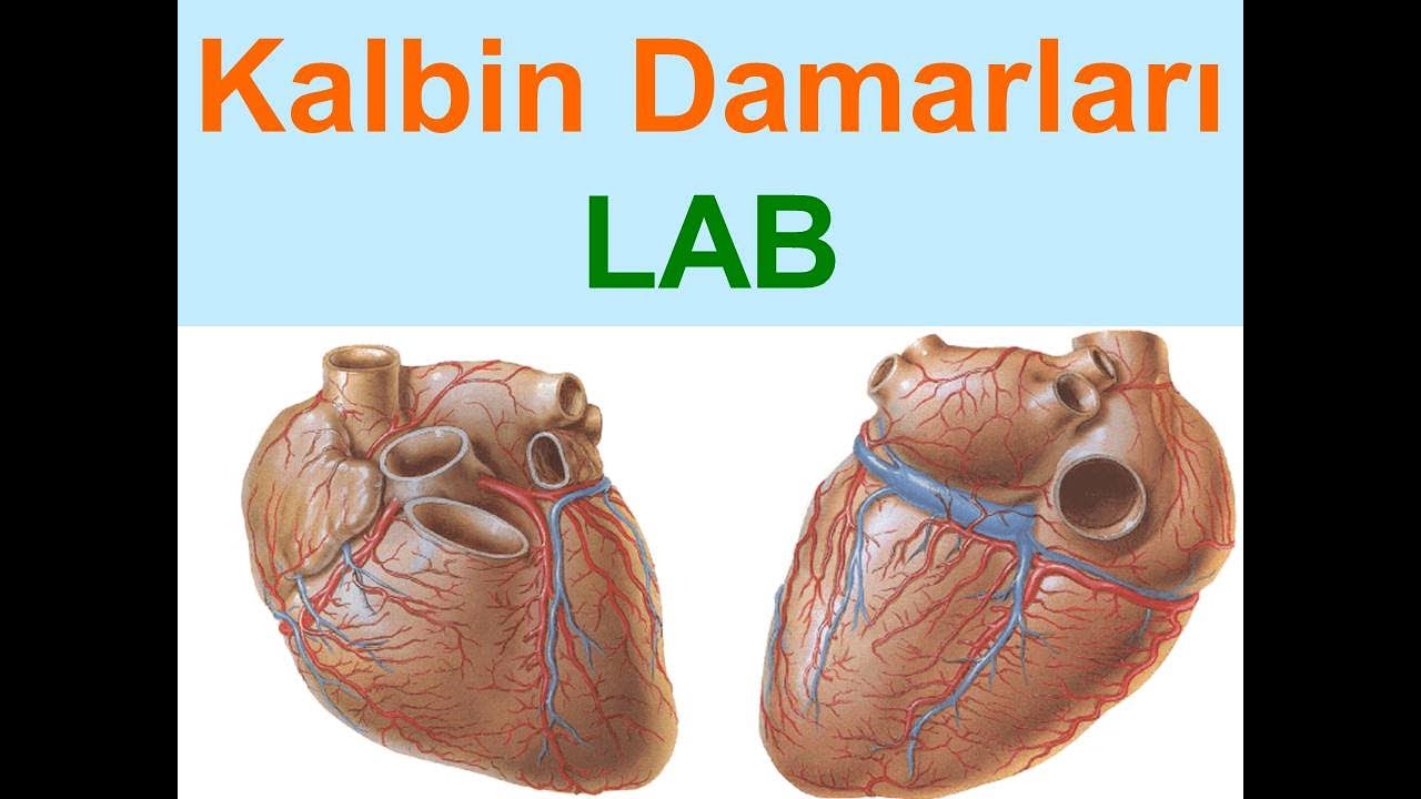 Kalbin Damarları LAB