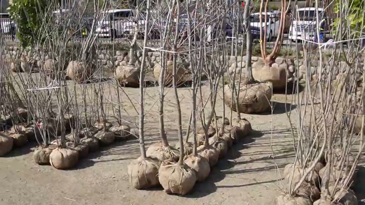 山本園芸協会　３月セリ在庫状況