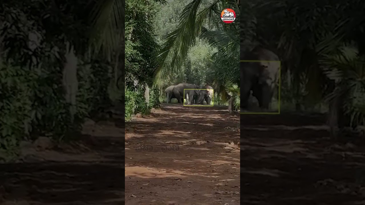 ಮರಿಯಾನೆ ರಕ್ಷಿಸಲು ಆನೆಗಳ ಹರಸಾಹಸ I ಚಿಕ್ಕಮಗಳೂರು I Elephant