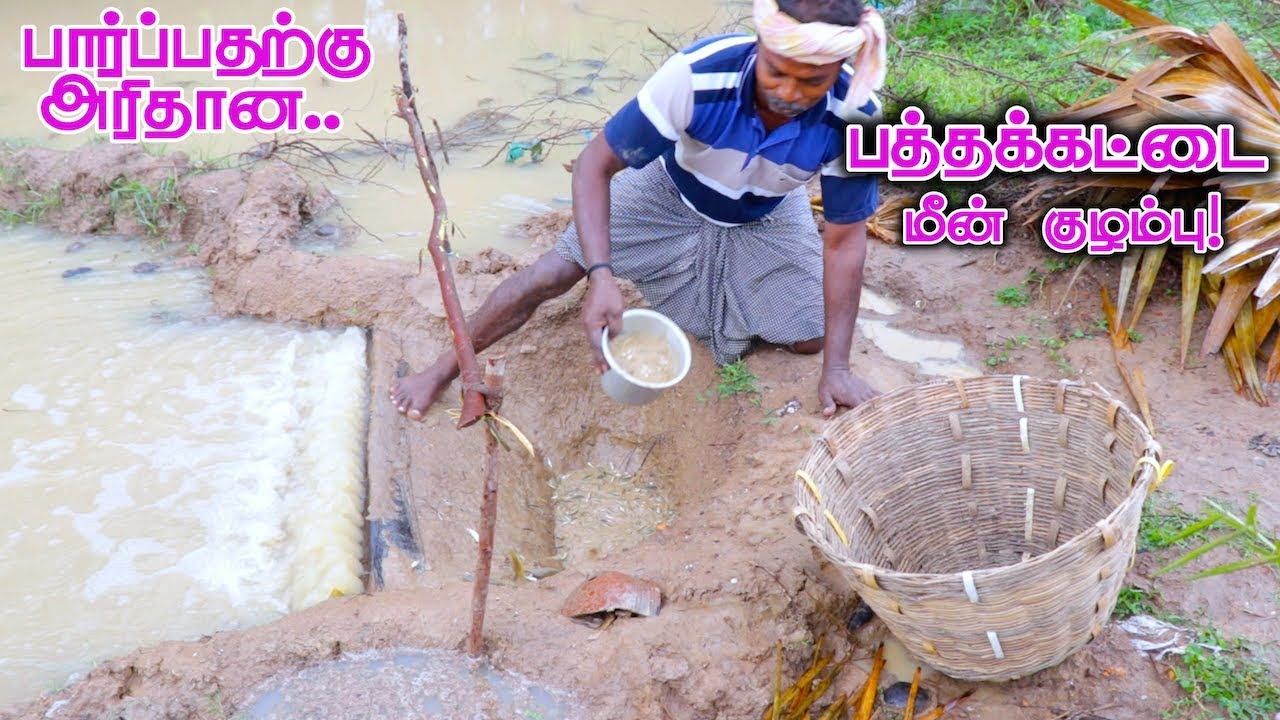 Pathakattai Fish Catching | Cooking | Fishing in Village using traditional fish catching technology
