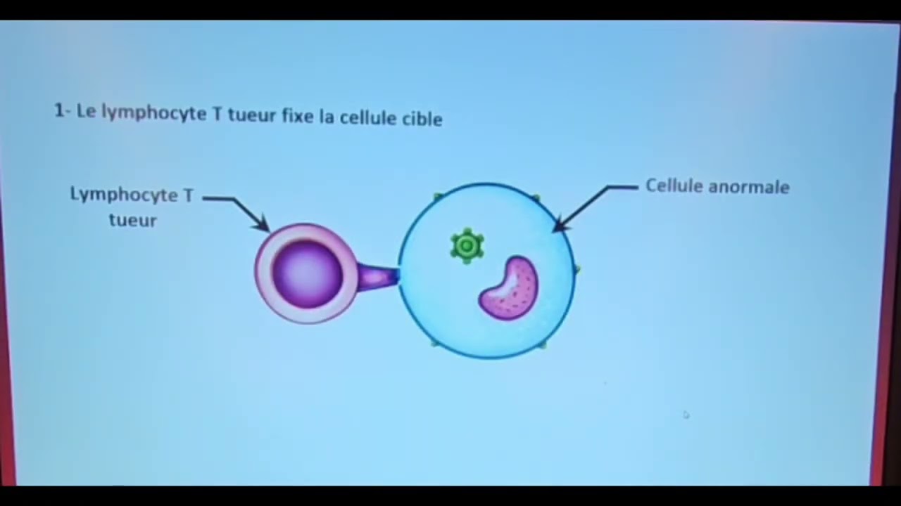 Tâche 4: expliquer le rôle des lymphocytes T dans la lyse des cellules cibles. الدرس4/الدورة 2