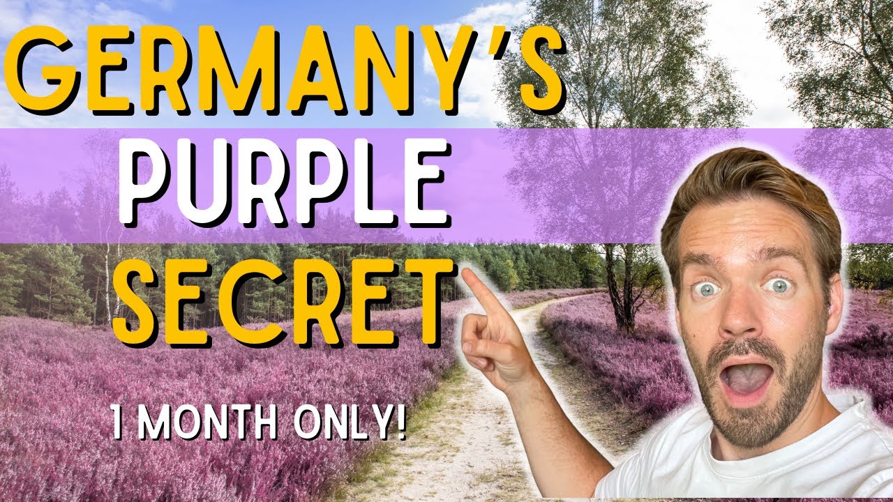 LÜNEBURG HEATH: Germany’s Hidden Purple Paradise (Only 1 Month to See It!)