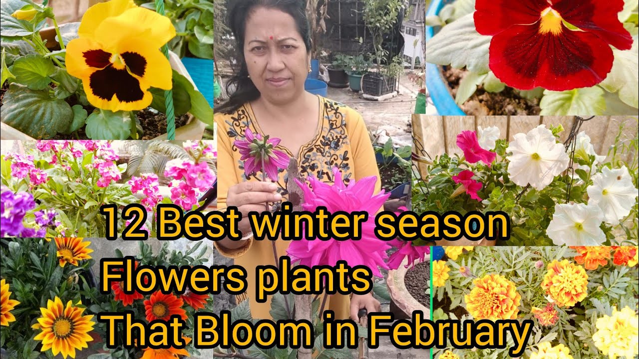 12 winter season লগোৱা ফুল February ফুলেৰে ভৰি পৰিছে garden I