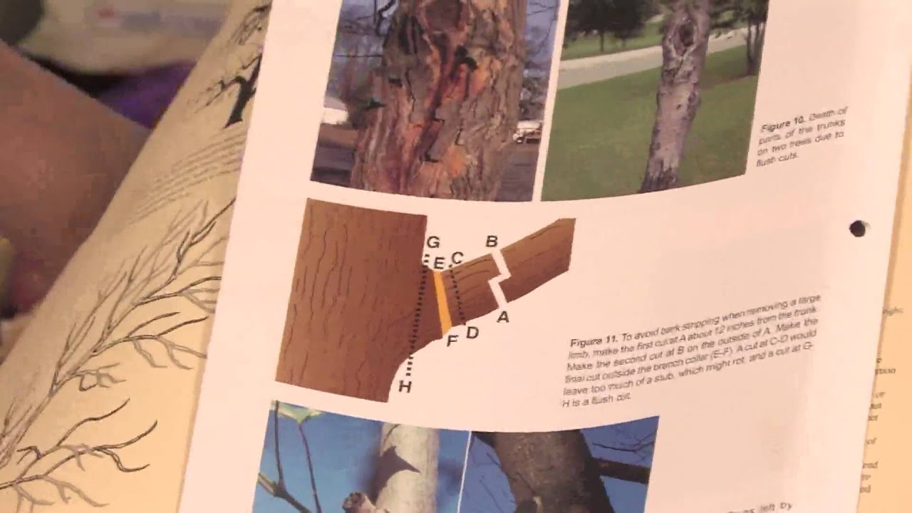 Gardening Tips : How to Prune a Nanking Cherry