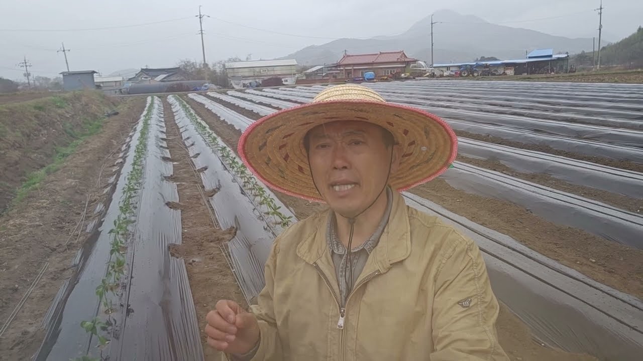 황금알농법 고추 고추재배 칼슘결핍 역병 천고병 탄저병 터널제배 유막코팅 엽면시비 설탕 두더지퇴치 진뒷물 응애방지 총채방지