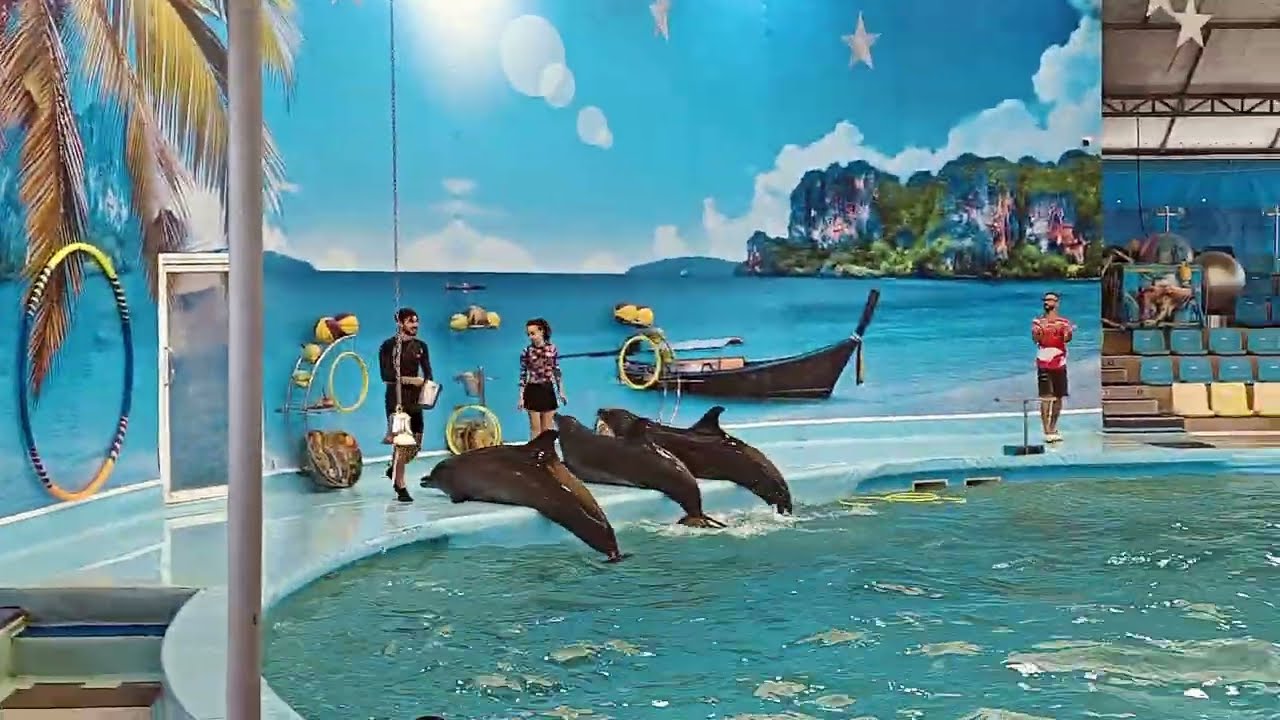 #Dolphin show in Phuket Thailand 