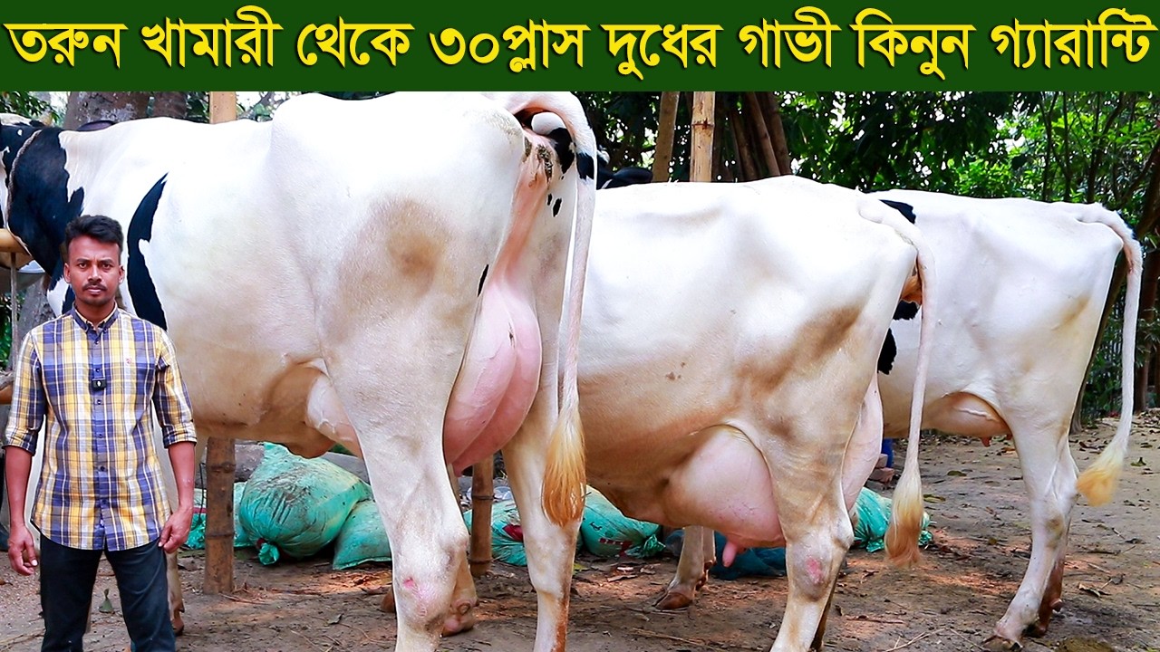 তরুন খামারী থেকে ৩০প্লাস দুধের গাভী কিনুন দুধের গ্যারান্টি সহ dairy farm