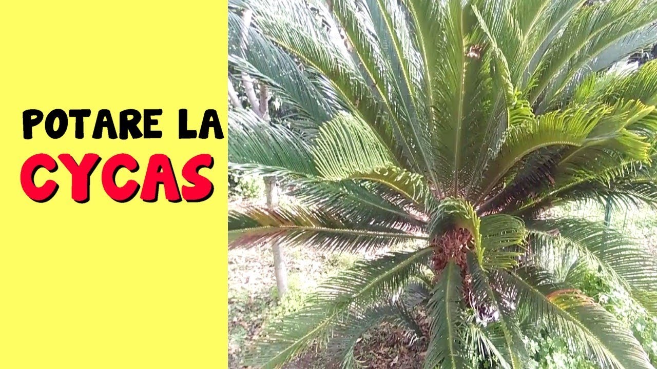 POTARE LA CYCAS