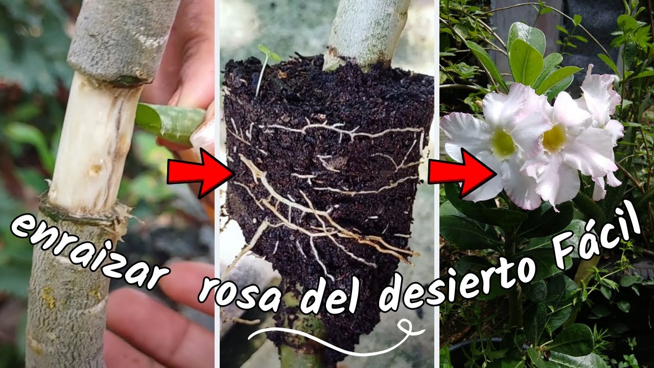 Como hacer acodo aéreo de rosa del desierto