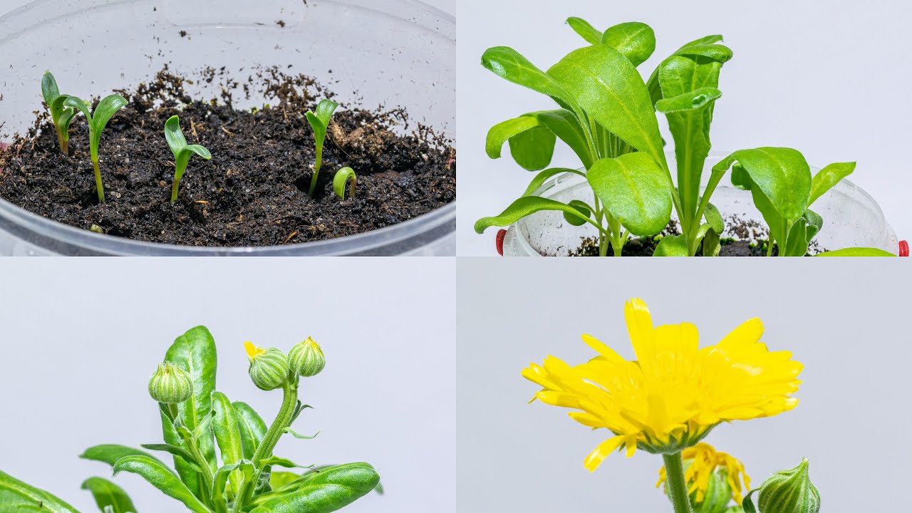 Marigold/calendula 🏵️ - Growth and blossoming (calendula officinalis) - Time lapse [4K]
