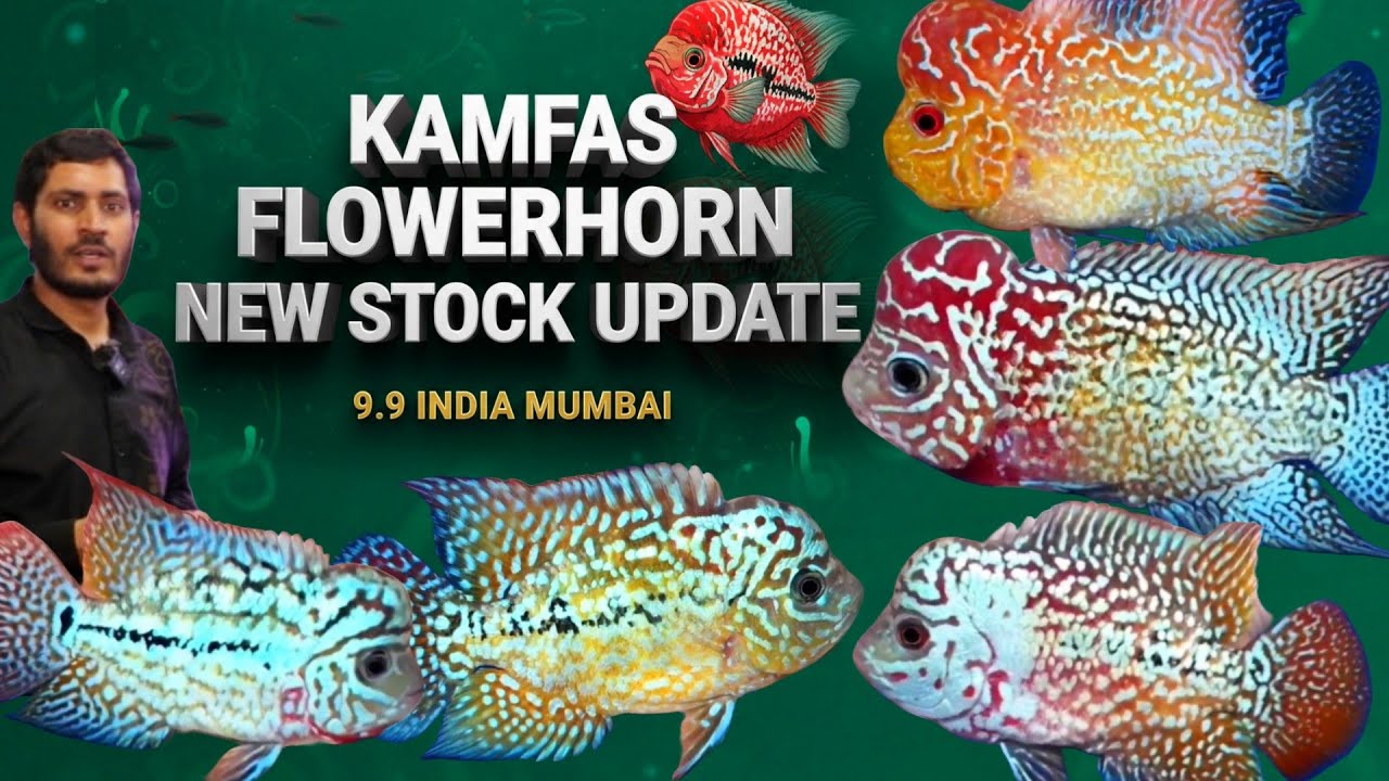 Premium Quality King kamfas | 9.9 india mumbai new kamfa stock updatee