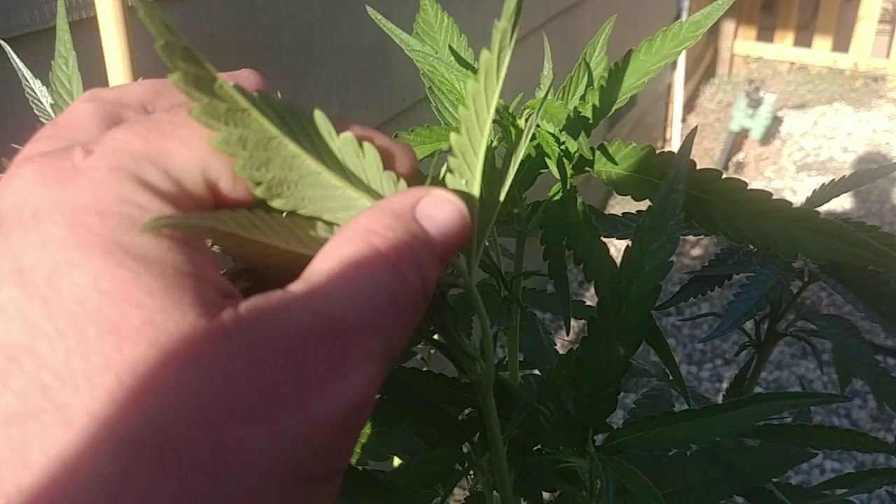 Earth Juice for cannabis