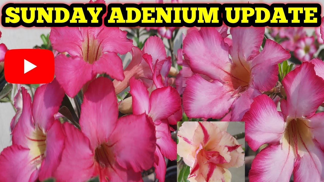 ADENIUM SUNDAY UPDATE || ADENIUM SUNDAY OVERVIEW || SUNDAY UPDATE || Adenium Care Tips