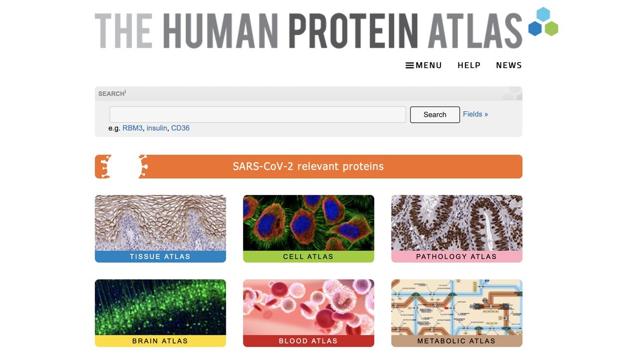 Introducing the Human Protein Atlas