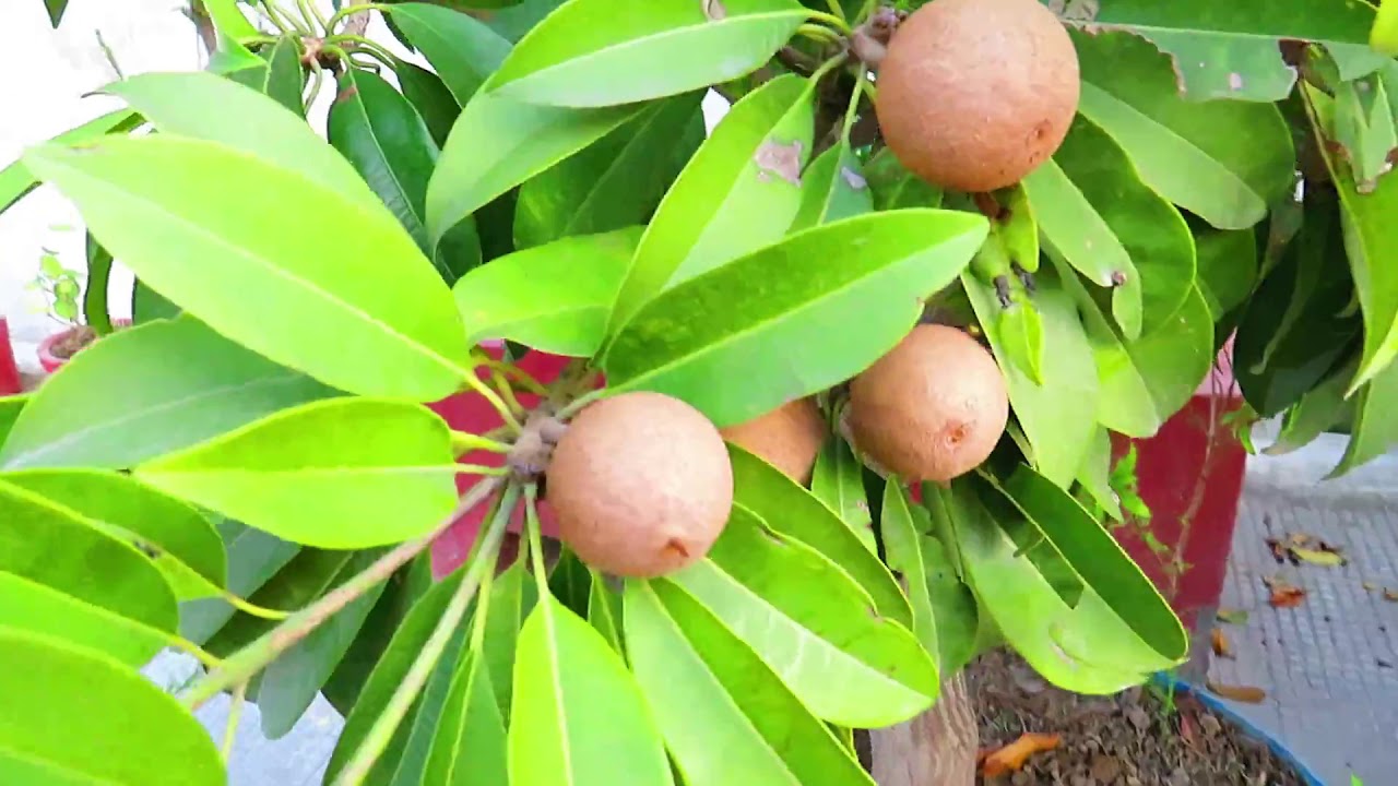 CHEEKOO PLANT ON TERRACE