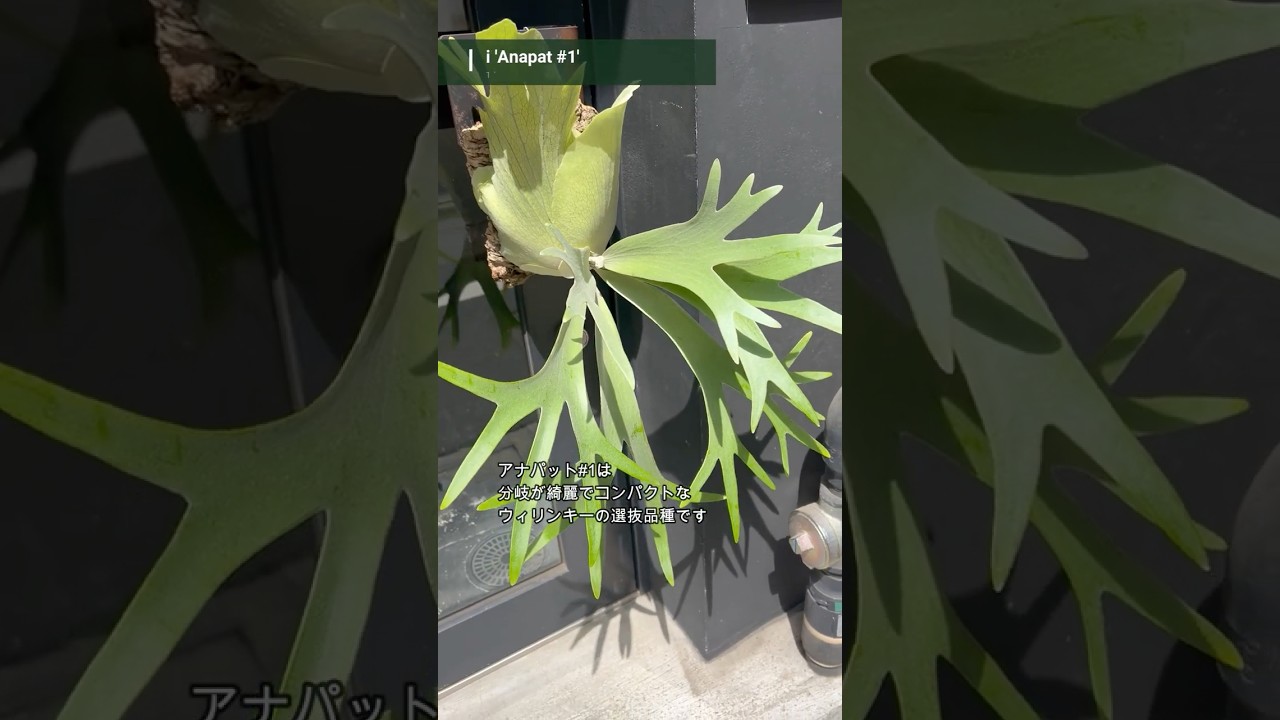 #ビカクシダ  #ウィリンキー #アナパット #anapat #1 #platycerium #willinckii #vandakaplants 【ビカクシダ品種紹介46】