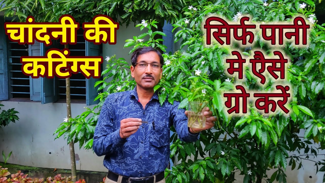 सिर्फ पानी मे चांदनी की कटिंग्स कैसे ग्रो करें ! Grow crape Jasmine Cuttings absolutely in Water