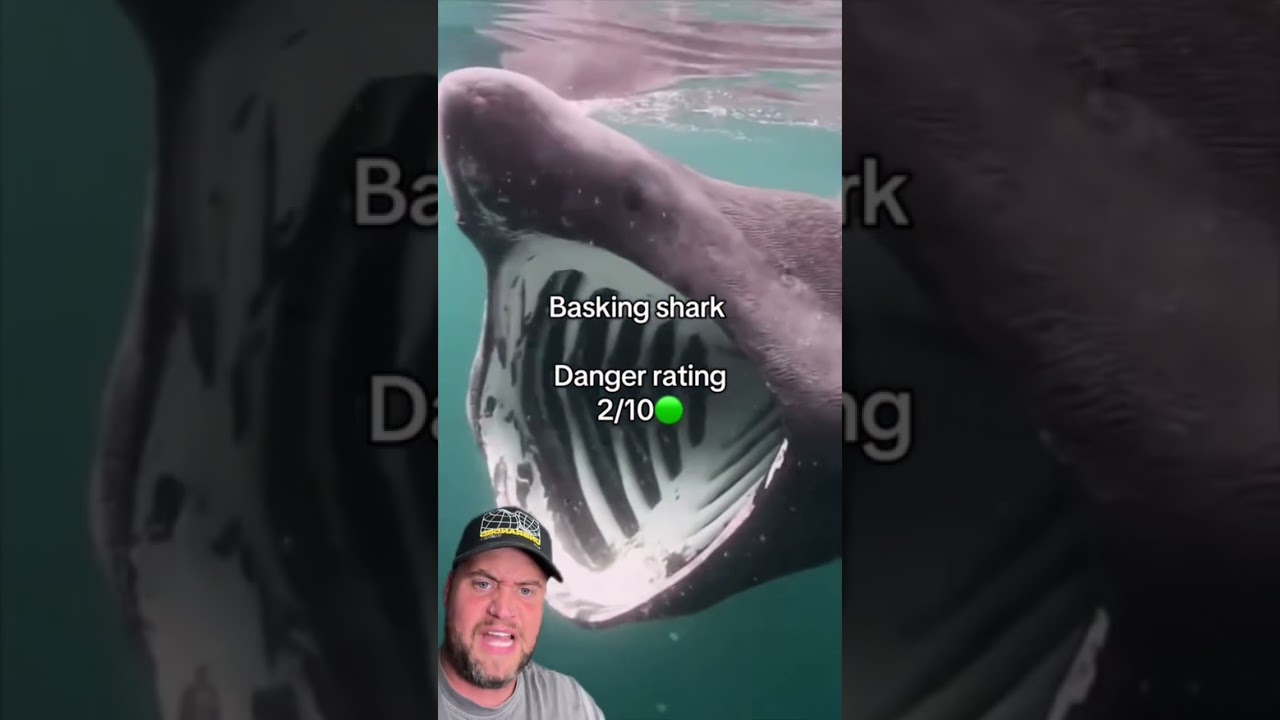 SHARKS IN YOUR OCEAN US EDITION 🎥FishFactsDaily #shorts