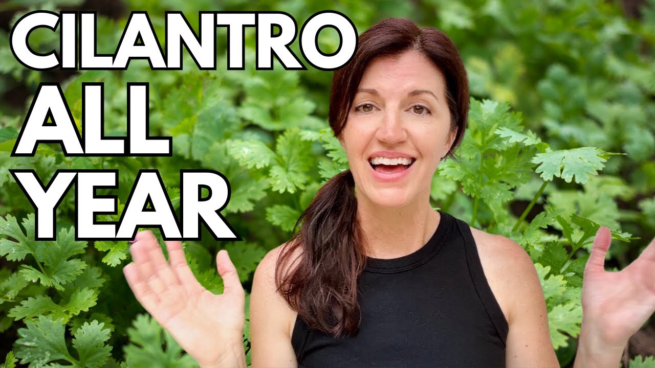Growing Cilantro & How to Keep it Growing Year Round!