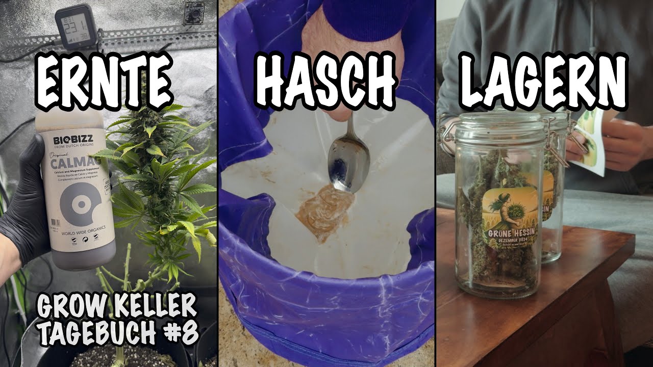 Bl&uuml;ten ernten & Schnittreste zu Hasch verarbeiten 🌱 Gr&uuml;ne Hessin